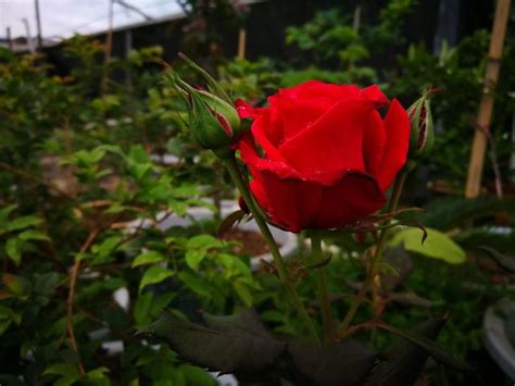 家裡種玫瑰花好嗎|盆栽玫瑰花的種植方法